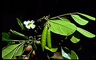 Rhodocolea racemosa