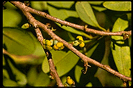 Cinnamosma madagascariensis