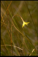 Gladiolus bojeri