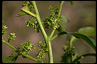 Kaliphora madagascariensis