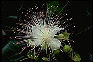 Barringtonia asiatica