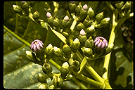 Anthocleista amplexicaulis