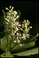 Melanophylla alnifolia