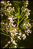 Millettia orientalis