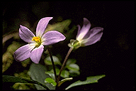 Exacum subacaule