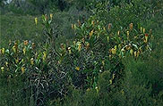 Nepenthes madagascariensis