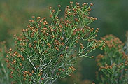 Erica leucoclada