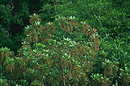Monoporus paludosus