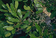 Myrica spathulata