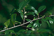 Erythroxylum nitidulum