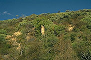 Moringa drouhardii