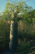 Moringa drouhardii