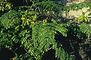 Caesalpinia bonduc