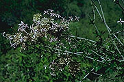 Carphalea madagascariensis