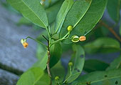 Nesogordonia crassipes