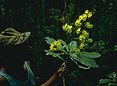 Ouratea sp.