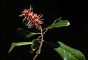 Faurea forficuliflora