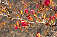 Alluaudiopsis marnieriana