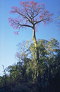 Hildegardia erythrosiphon