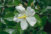 Hibiscus mandrarensis