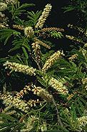 Acacia rovumae