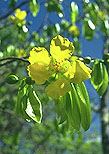 Ochna macrantha