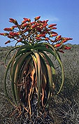 Aloe vaotsanda