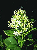 Asteropeia multiflora