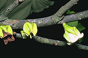 Diospyros sp.