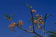 Strophanthus boivinii