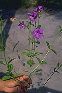 Tachiadenus carinatus