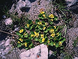 Euphorbia quartziticola
