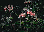 Kalanchoe peltata