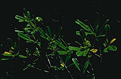 Campnosperma schatzii