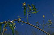 Baphia capparidifolia