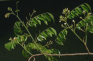 Dalbergia bracteolata