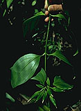 Tachiadenus tubiflorus