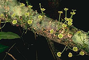 Evonymopsis obcuneata
