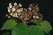 Dombeya longipes