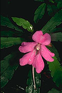 Impatiens