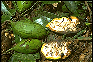 Isolona madagascariensis