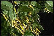 Xylopia