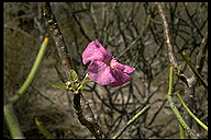 Uncarina stellulifera