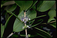 Lijndenia roborea