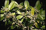 Chionanthus obtusifolius