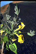 Uncarina leandrii