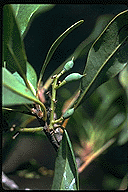 Malagasia alticola