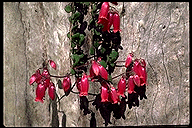 Kalanchoe uniflora