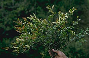 Weinmannia humblotii