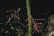 Chouxia macrophylla